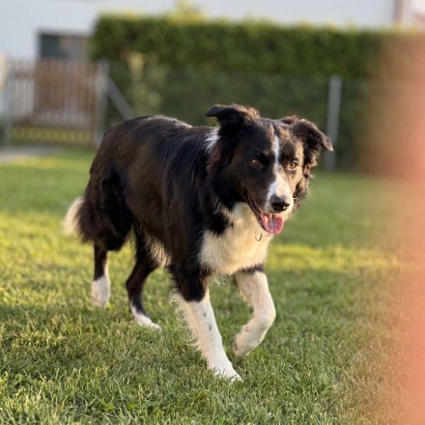 Alphund – Aus Liebe zum Hund