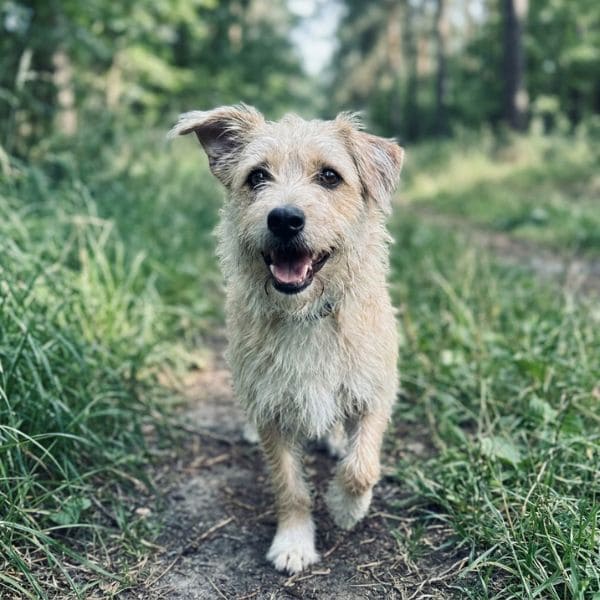 Alphund – Aus Liebe zum Hund