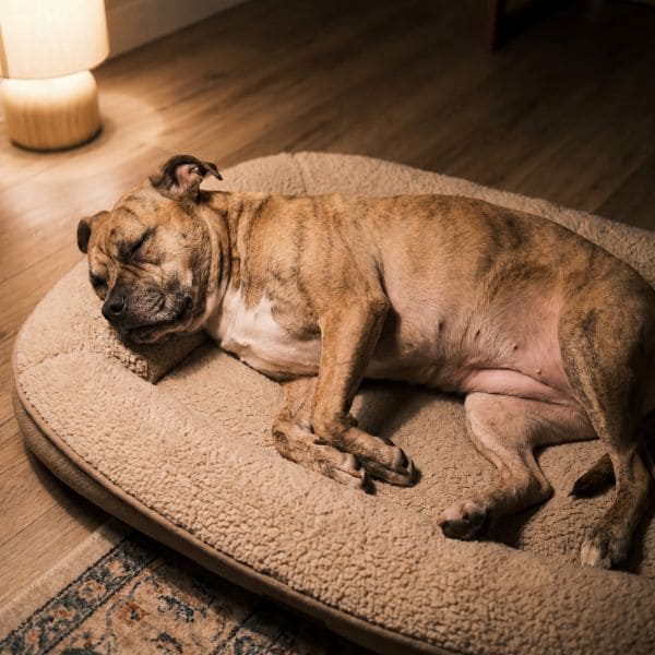 Alphund – Aus Liebe zum Hund