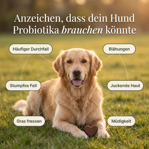 Anzeichen dass dein Hund Probiotika braucht – Alphund Daily Chew